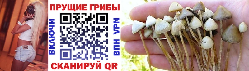 Псилоцибиновые грибы Magic Shrooms  Купить где  Заринск 